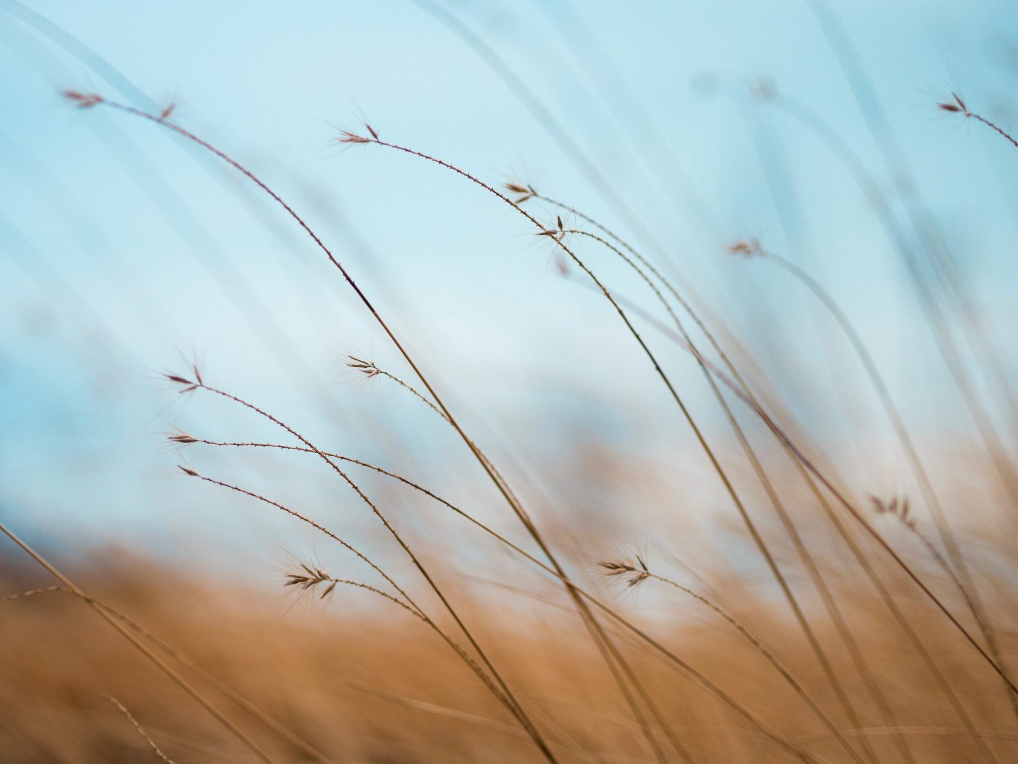 Pale grass catching soft light in a meadow